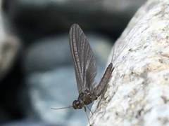 Ephemeroptera