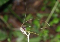 Corybas iridescens