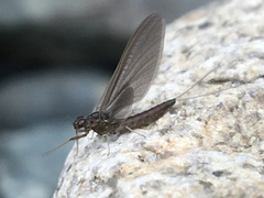 Ephemeroptera