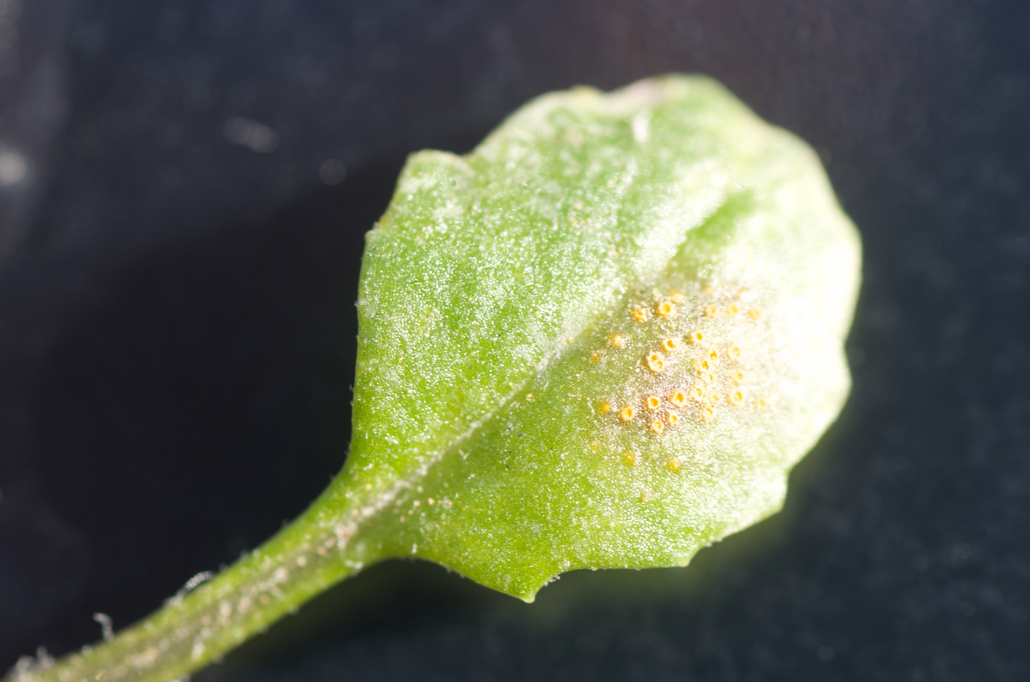 Puccinia image