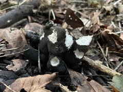 Xylaria polymorpha