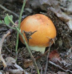 Russula decolorans