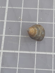 Calliostoma