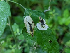 Chrysoesthia sexguttella