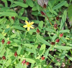 Hypericum boreale