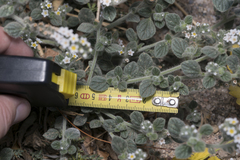 Heliotropium hirsutissimum