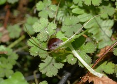 Corybas iridescens