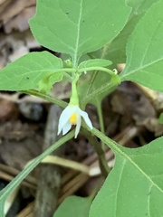 Solanum emulans