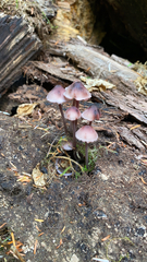 Mycena purpureofusca