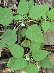 Solanum emulans