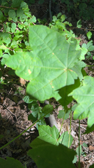 Acer circinatum