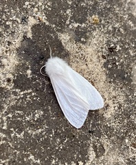 Spilosoma congrua