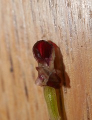 Corybas iridescens