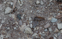Ectobius sylvestris