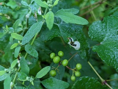 Chrysoesthia sexguttella