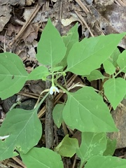 Solanum emulans