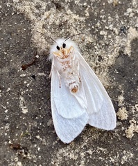 Spilosoma congrua