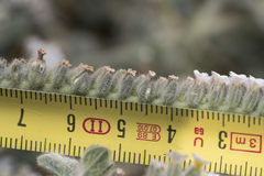 Heliotropium hirsutissimum