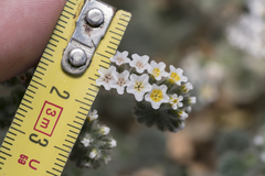 Heliotropium hirsutissimum