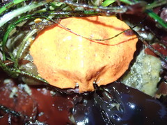 Cryptolithodes sitchensis