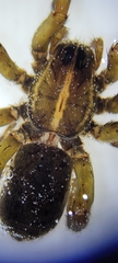 Tigrosa helluo