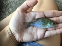 Lepomis megalotis