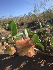 Rumex venosus