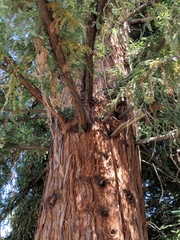 Sequoia sempervirens