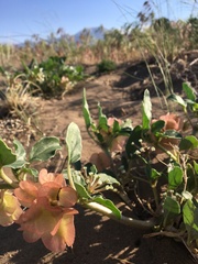 Rumex venosus