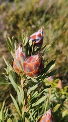 Leucadendron rubrum