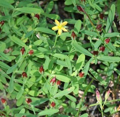 Hypericum boreale