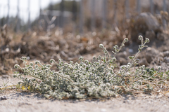 Heliotropium hirsutissimum