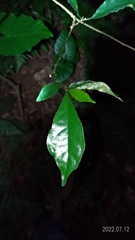 Ficus formosana