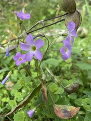 Oxalis drummondii