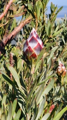Leucadendron rubrum