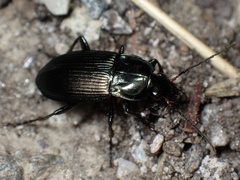 Poecilus