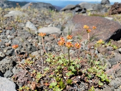 Eriogonum marifolium