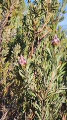 Leucadendron rubrum