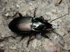 Poecilus