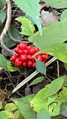 Arisaema triphyllum
