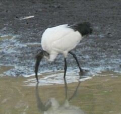 Threskiornis aethiopicus