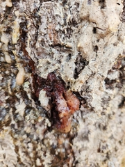 Cronartium ribicola