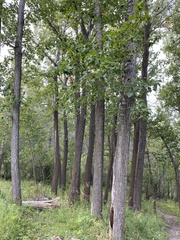 Populus balsamifera