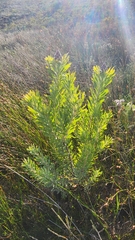 Leucadendron rubrum