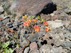 Eriogonum marifolium