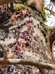 Cronartium ribicola