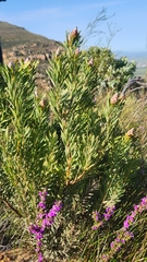 Leucadendron rubrum