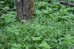 Memoremea scorpioides