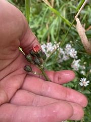 Pilosella aurantiaca