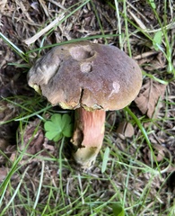 Neoboletus luridiformis